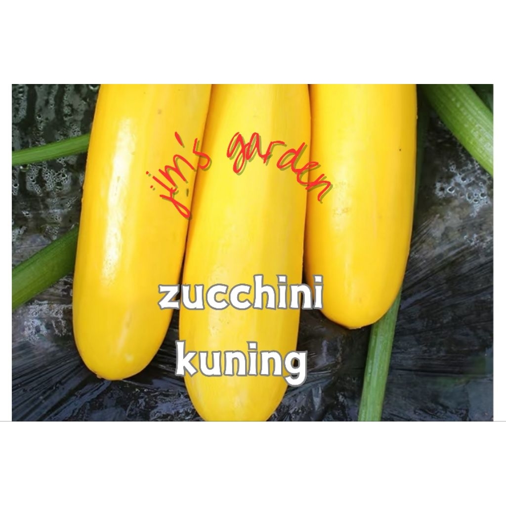 Biji benih zucchini kuning/黄色西胡芦/5-seeds(v1030) | Shopee Malaysia