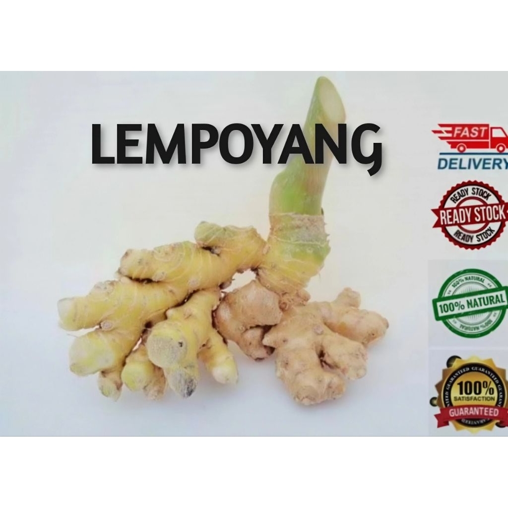 💥HOT ITEM💥 100G RIZOM LEMPOYANG/Zingiber Zerumbet/Bitter Ginger/Halia ...