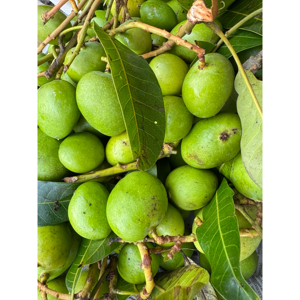 BUAH MANGGA TELUR | MANGGA PUTIK | BUAH PAUH PUTIK COLEK | Shopee Malaysia