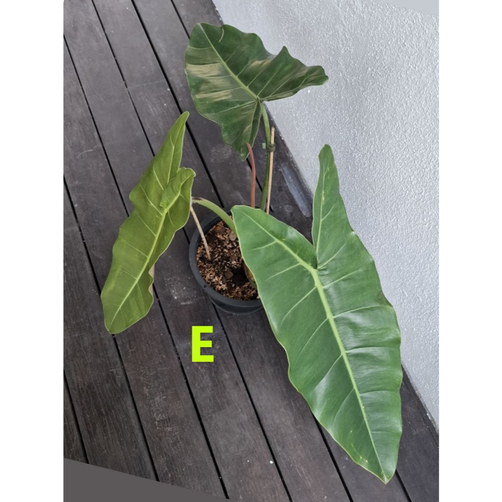 plant ficus elastica Ficus Tineke Tree Form Single Stem, Variegated Elastica Rubber Tree Decora