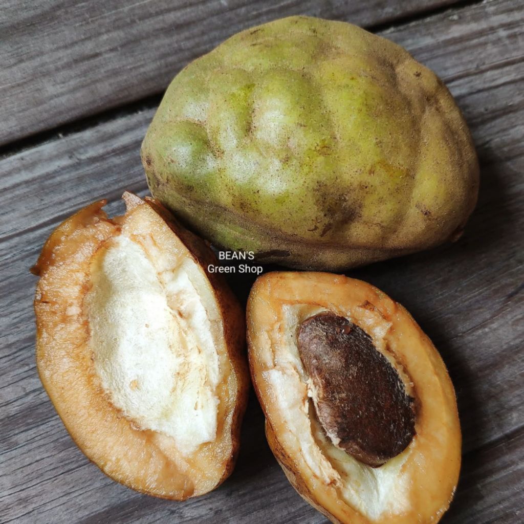 Nam Nam Fruit Tree Seedling / Anak Pokok Buah Katak Puru / 喃喃果树苗 ...