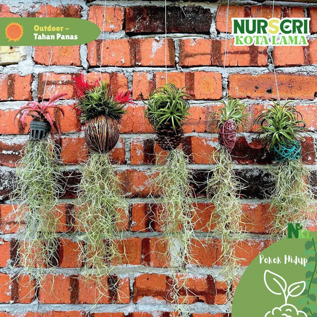 🔥OUTDOOR🔥 AIR PLANTS / Pokok Udara / Janggut / Spanish Moss / Tilandsia ...