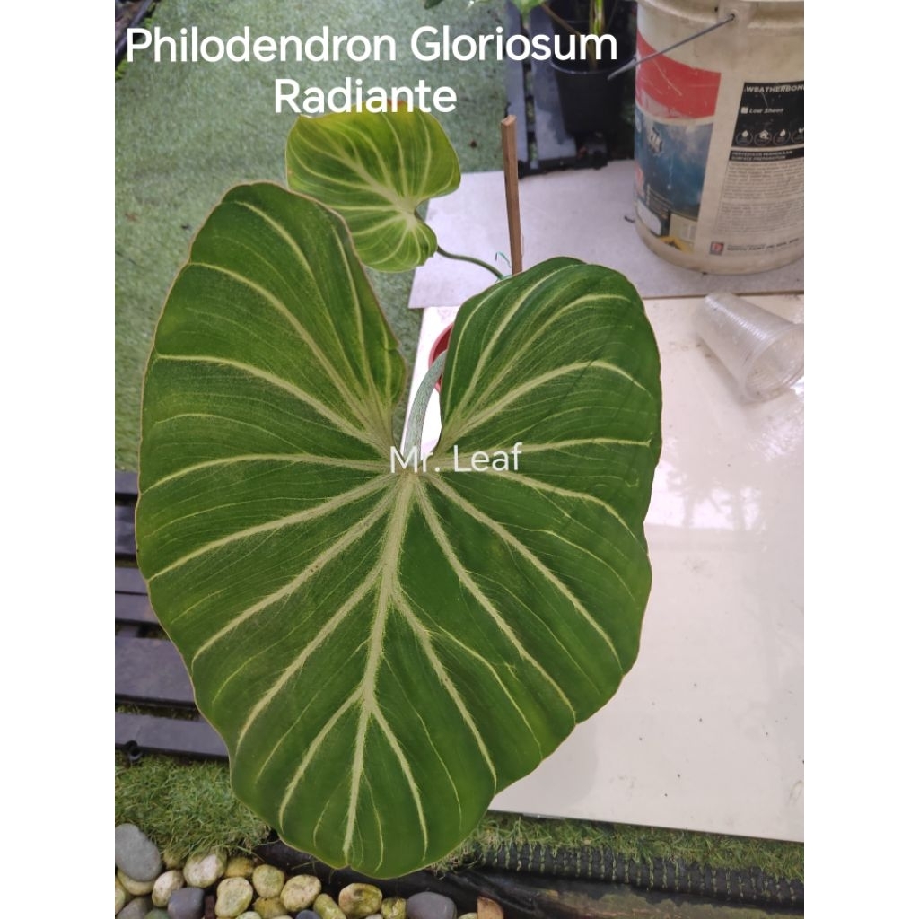 Philodendron Gloriosum Radiante | Shopee Malaysia