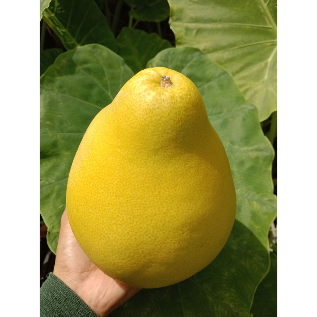 1 biji buah limau bali kulit kuning isi pink masam manis air banyak ...