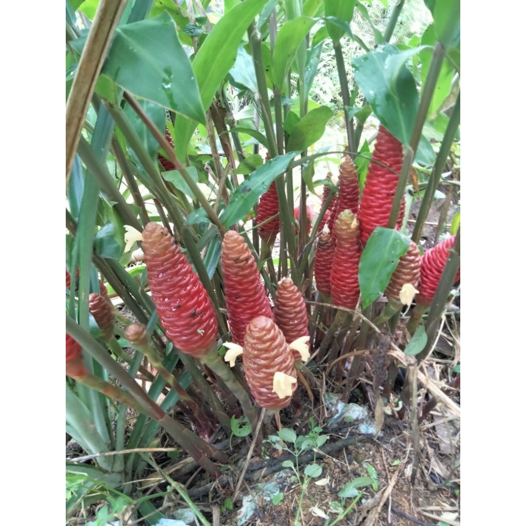 Rizom lempoyang @ halia hutan dikorek untuk tanam harga untuk sebatang ...