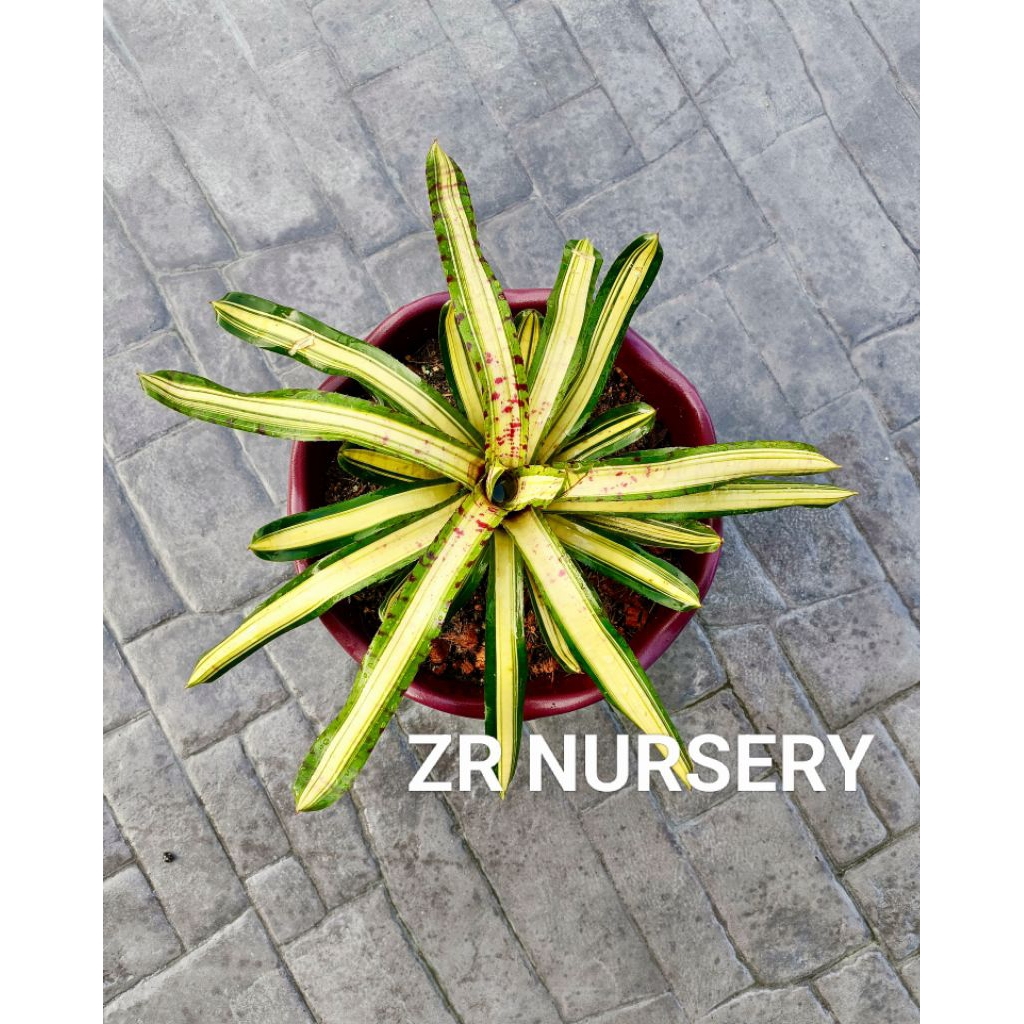 Neoregelia Wild Rabbit Bromeliad 🏵️ | Shopee Malaysia
