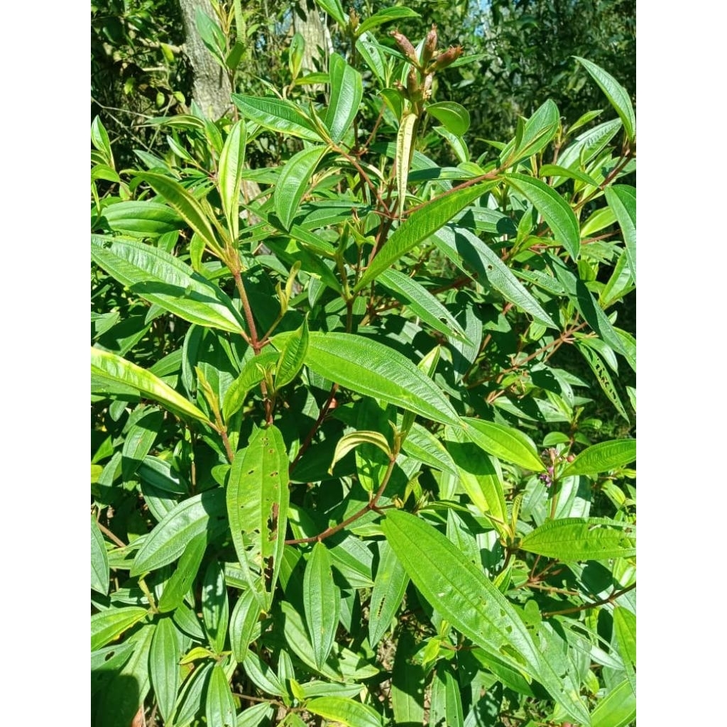 Daun Senduduk Kampung / pokok Senduduk / Senduduk Liar / Senduduk Ungu ...