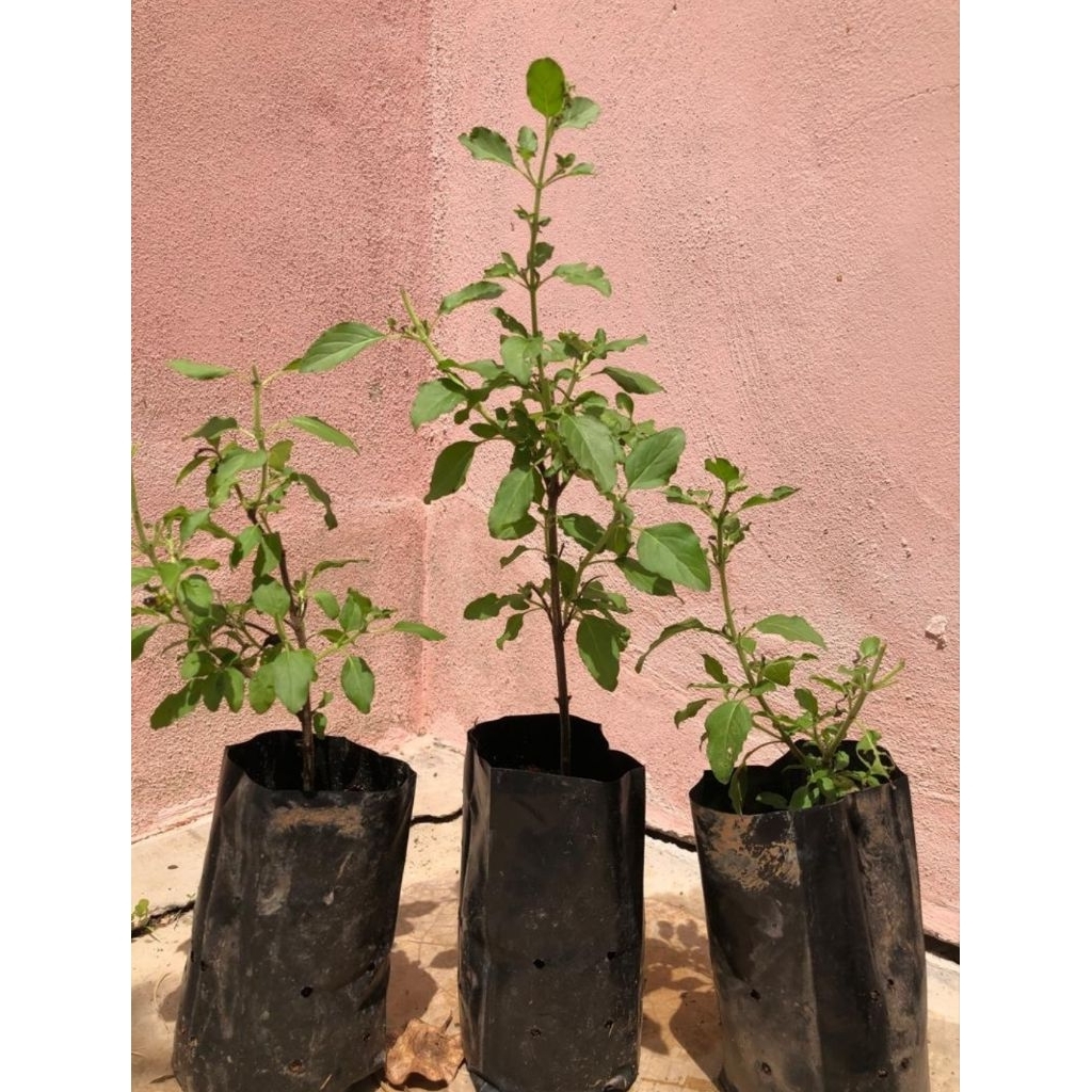 Pokok thulasi/tulasi/ruku-ruku (terhad 2 pokok dlm setiap bungkusan ...