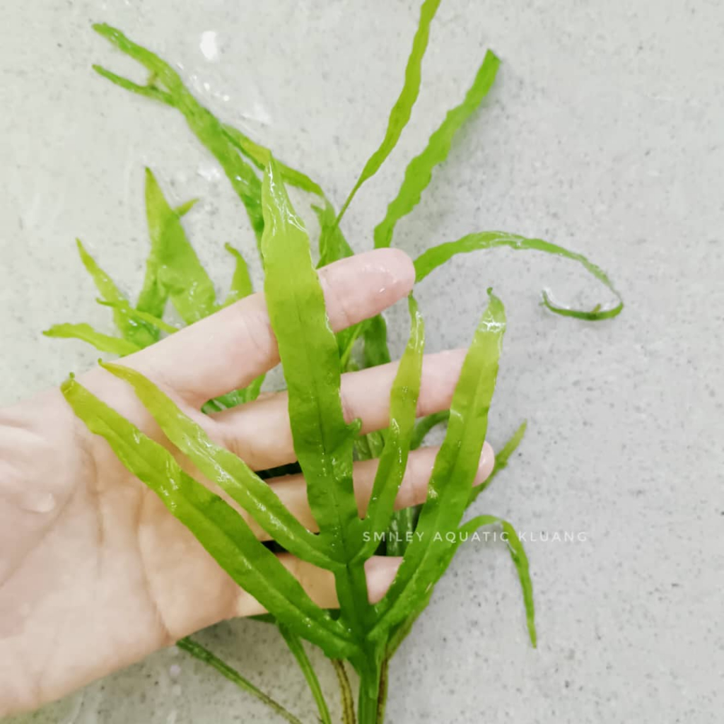 【LIVE】Aquatic Plant Trident Java Fern 三叉铁皇冠 Paku Ranti Rusa Easy ...