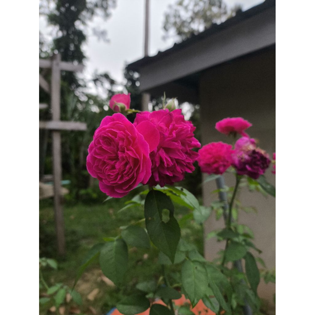 Keratan Pokok Bunga ros kampung warna merah jambu pink | Shopee Malaysia