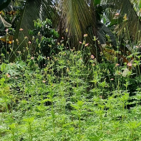 🌿 50 Biji Benih Ulam Raja Premium (Benih dibiarkan kering secara semula ...