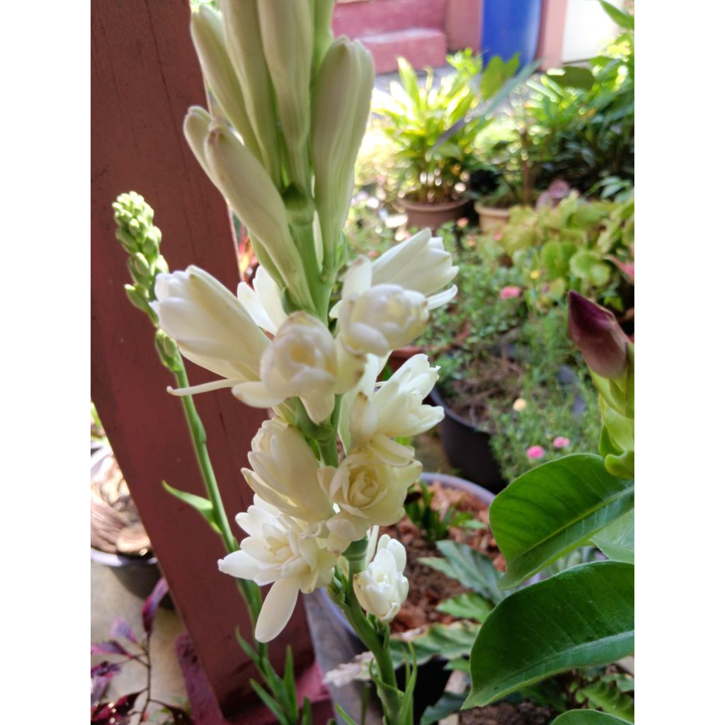 Buy pokok harum sundal malam Online With Best Price, Jul 2026 | Shopee ...