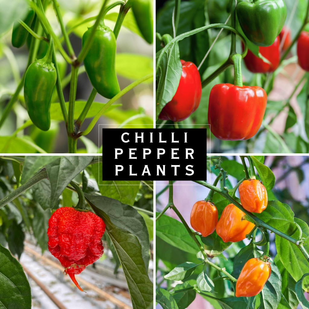 Chilli Plant Varieties | Pelbagai Varieti Pokok Cili | Capsicum ...