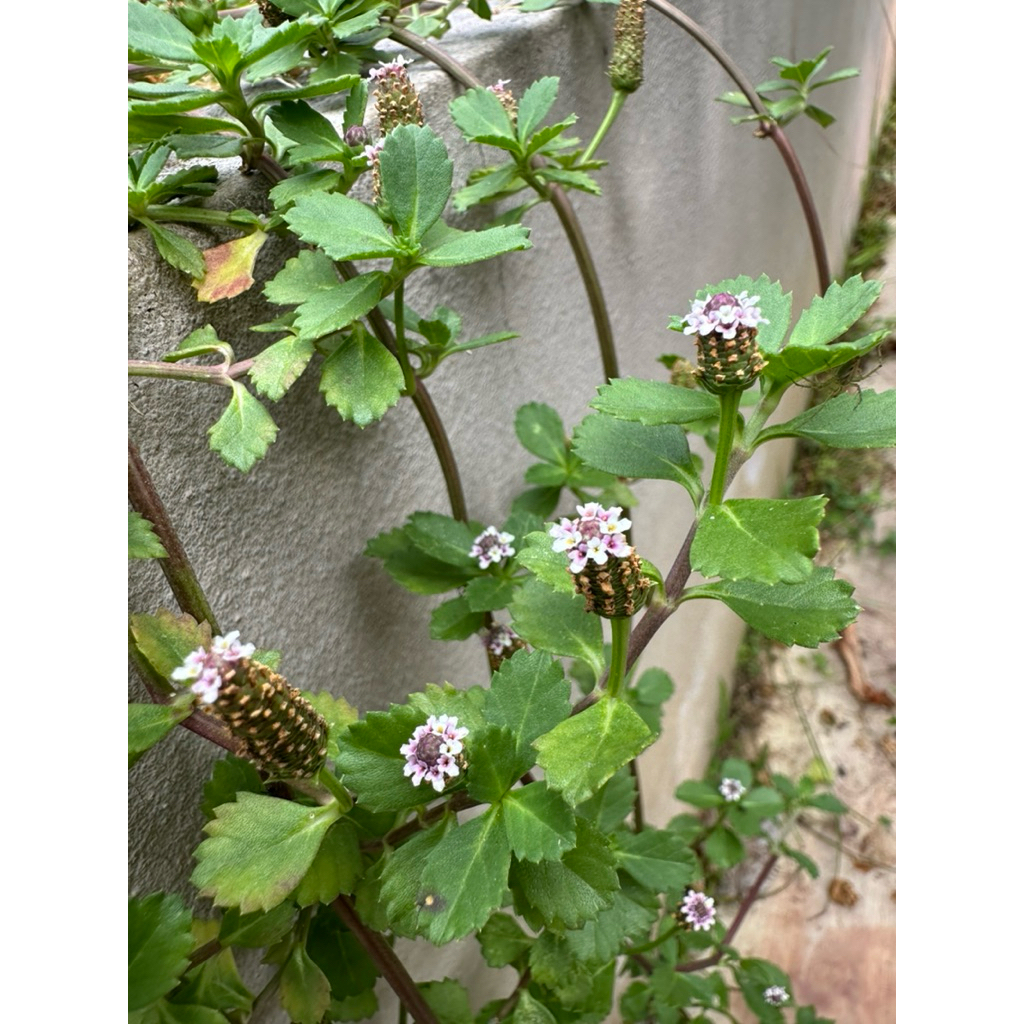 🌿Phyla Nadiflora cutting/Pokok Rumput Gout keratan/过江藤剪枝 | Shopee Malaysia