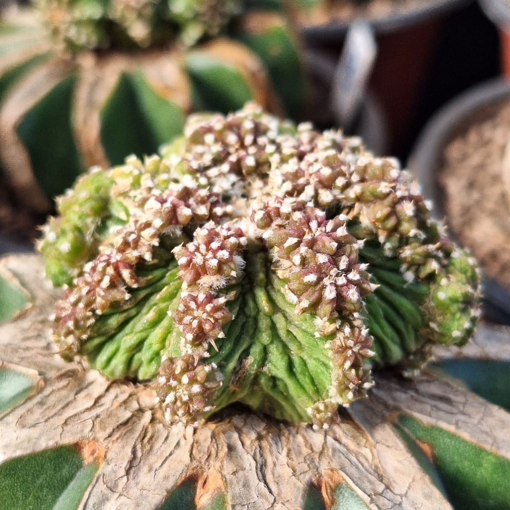 Cactus (Grafted Aztekium Ritteri 老花笼) | Shopee Malaysia