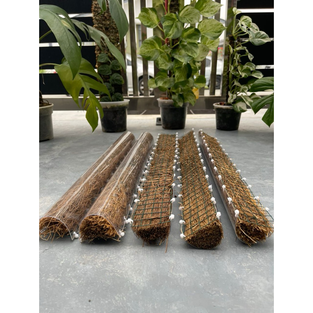 Clear Plastic Back Half Moon Moss Pole for Aroids and Climbing Plants -  Philodendron, Monstera, Anthurium | Shopee Malaysia