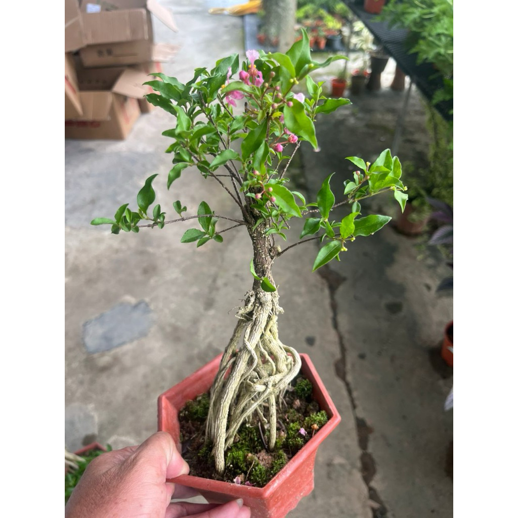 李朝　木偶 TW668】Prunus Cerasifera Lee Cherry Stem/Root Bonsai Shaped