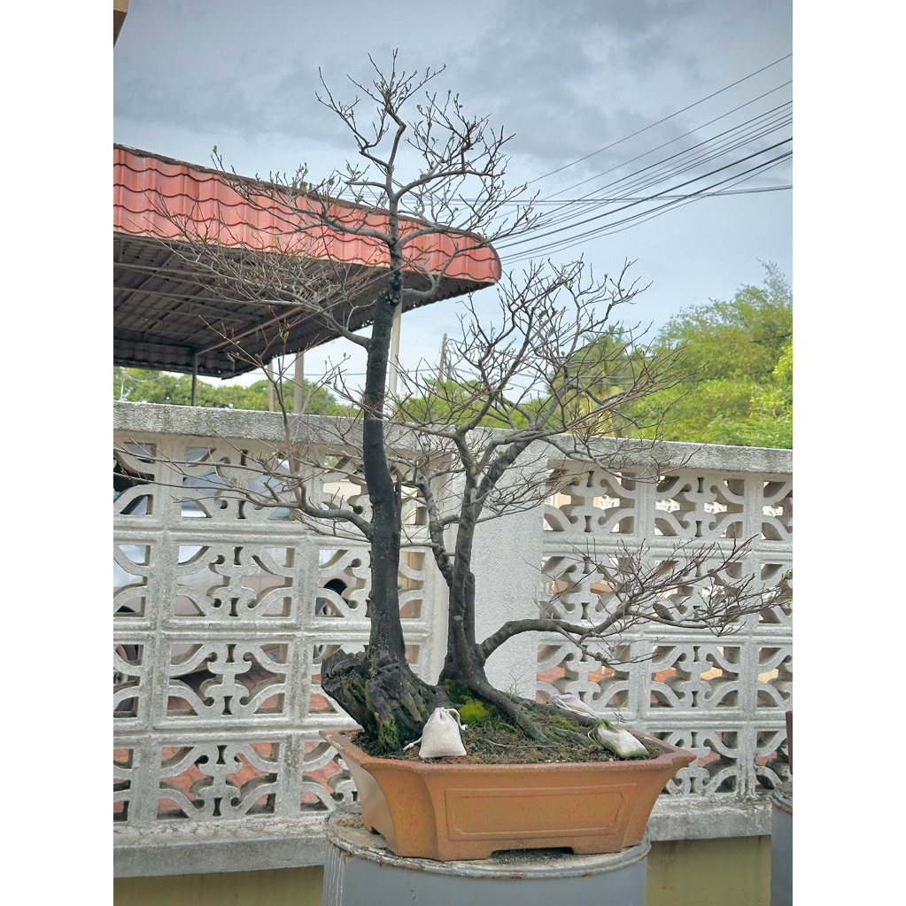 Maba buxifolia bonsai | Shopee Malaysia
