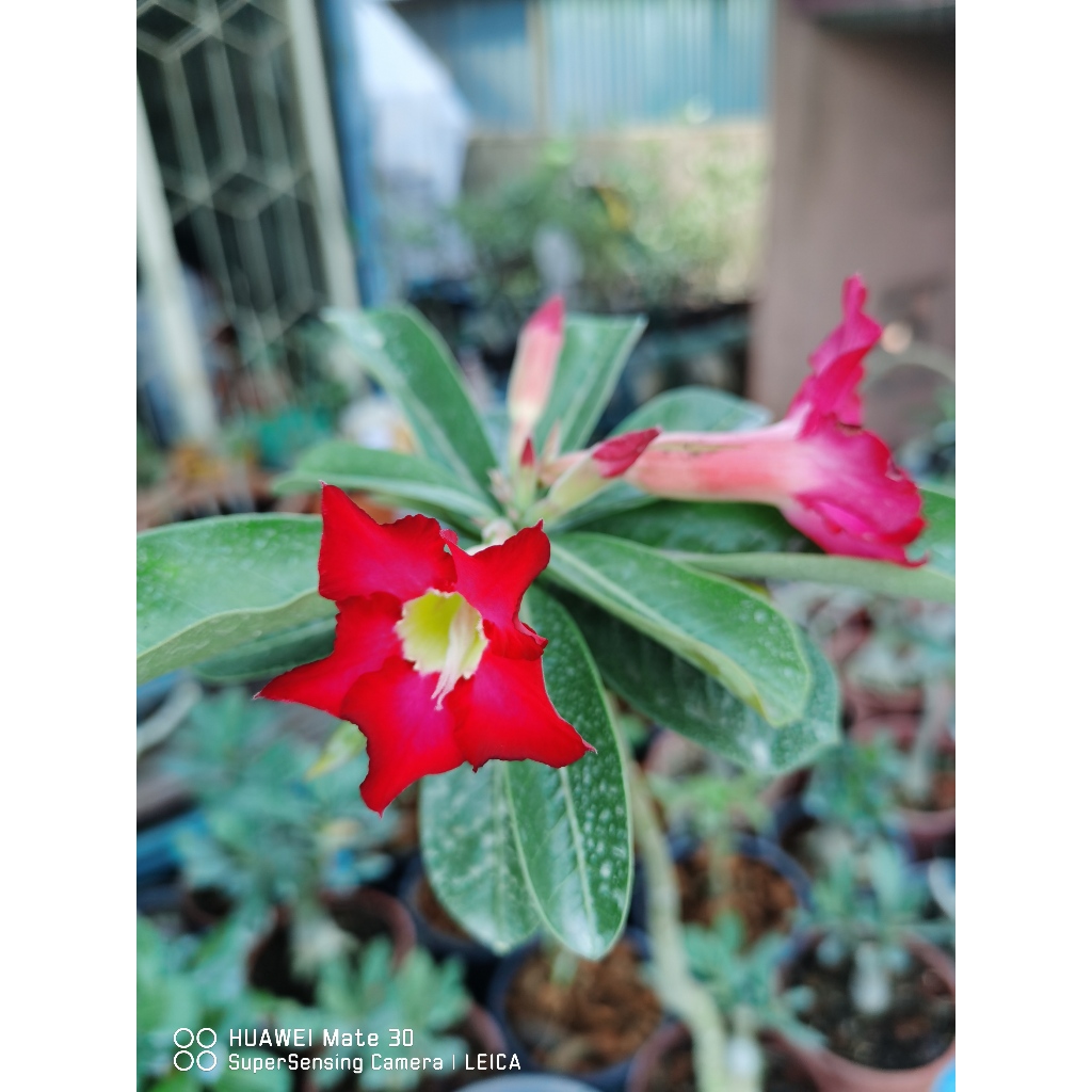 Anak Pokok Adenium/Baby Adenium/沙漠玫瑰小苗 | Shopee Malaysia