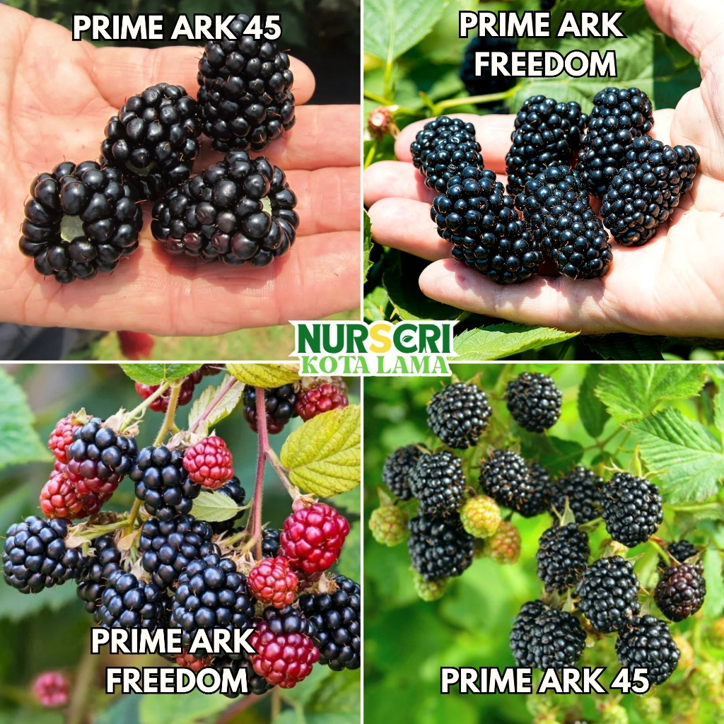 🔥RARE🔥 BLACKBERRY PRIME ARK FREEDOM (THORNLESS) AND PRIME ARK 45 (THORN ...