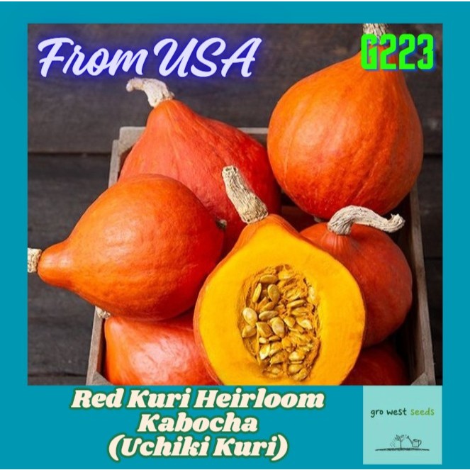 Rare Seeds - (10 seeds)Red Kuri Heirloom Squash aka Uchiki Kuri Kabocha ...