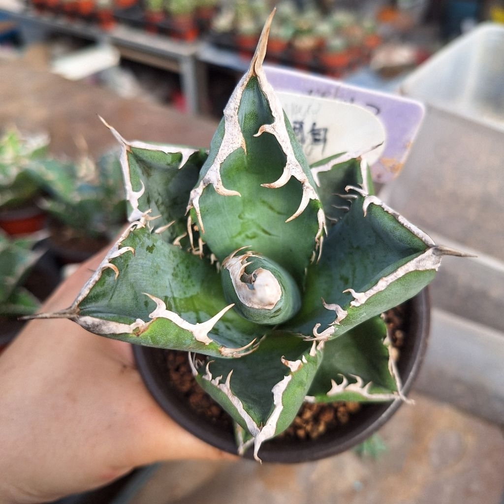 Agave (Agave Titanota South Africa Diamond SAD 立可白） | Shopee