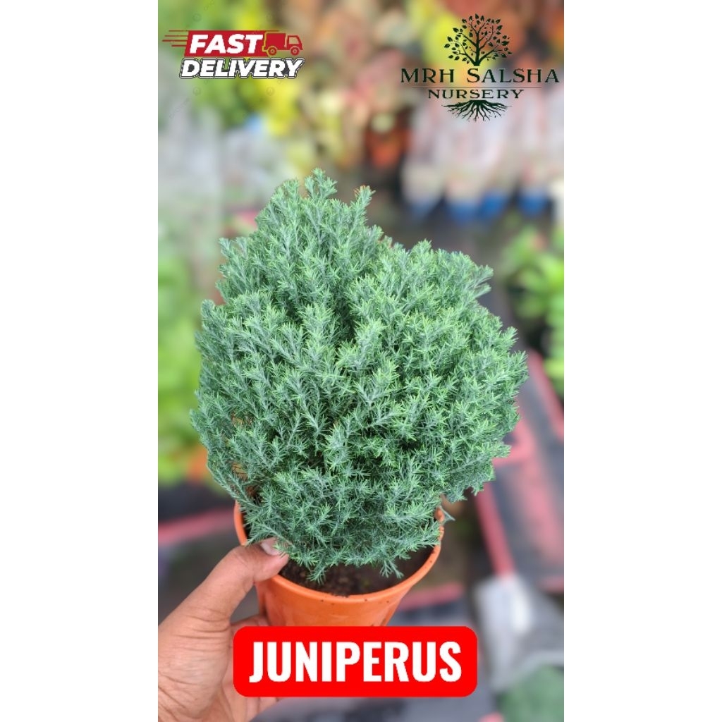pokok pine JUNIPERUS | ROUND PINE | pokok hiasan outdoor | Shopee Malaysia