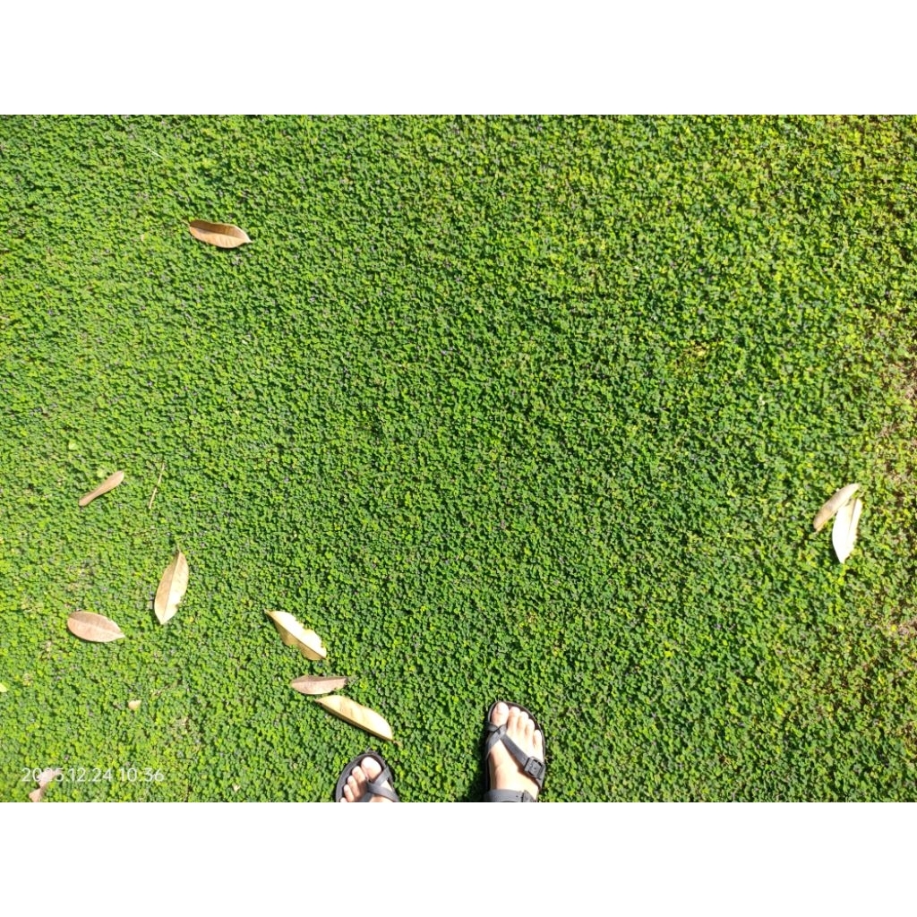 RUMPUT KARPET HIJAU HIDUP untuk landskap rumah & menutup rumpai RUMPUT ...
