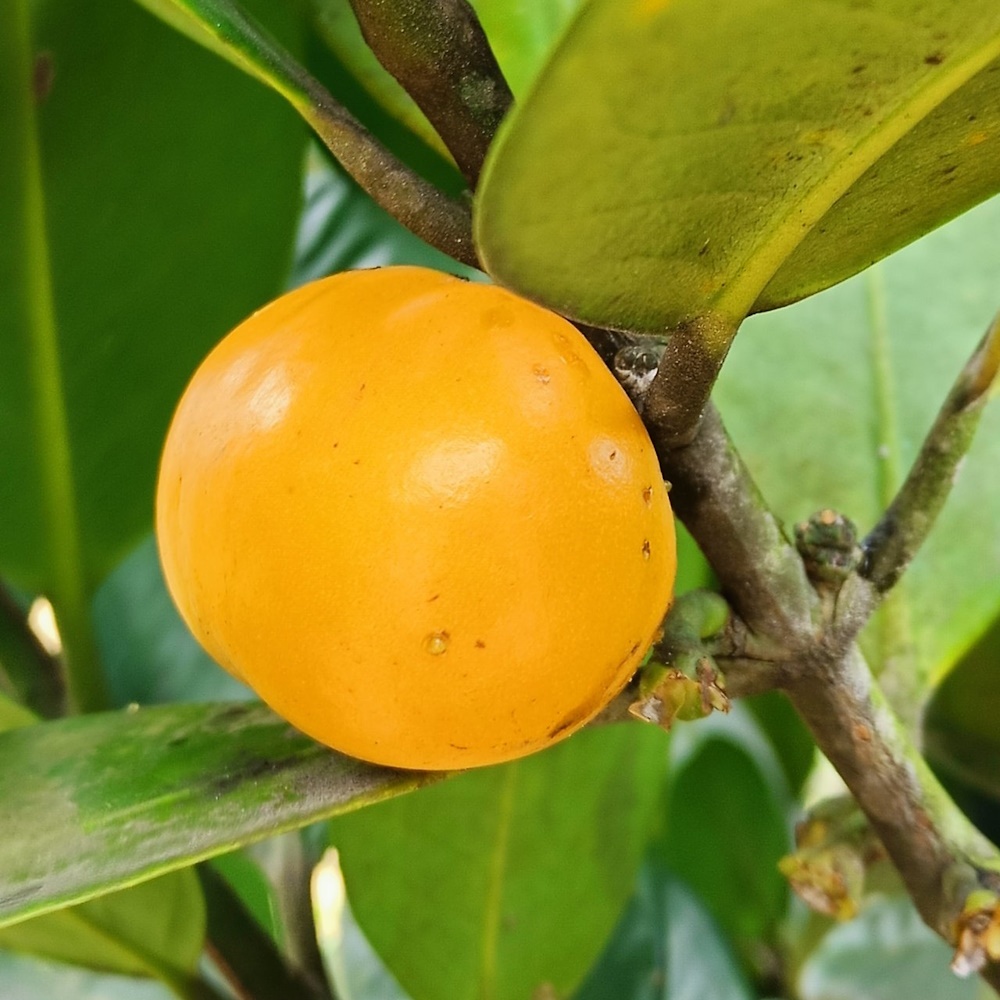 TIADA COD Anak Pokok Garcinia Subelliptica aka Happiness atau Fukugi ...