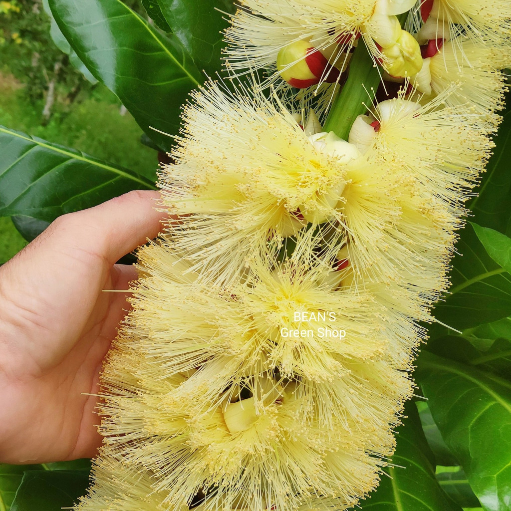 Rare Cut Nut Seedling 密花棋盘脚 Yum Yum Tree (Barringtonia edulis) 密花玉蕊 ...