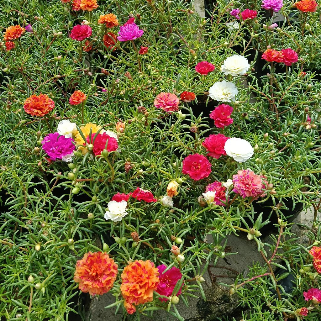 Pokok Bunga Ros Jepun Carnation | Shopee Malaysia