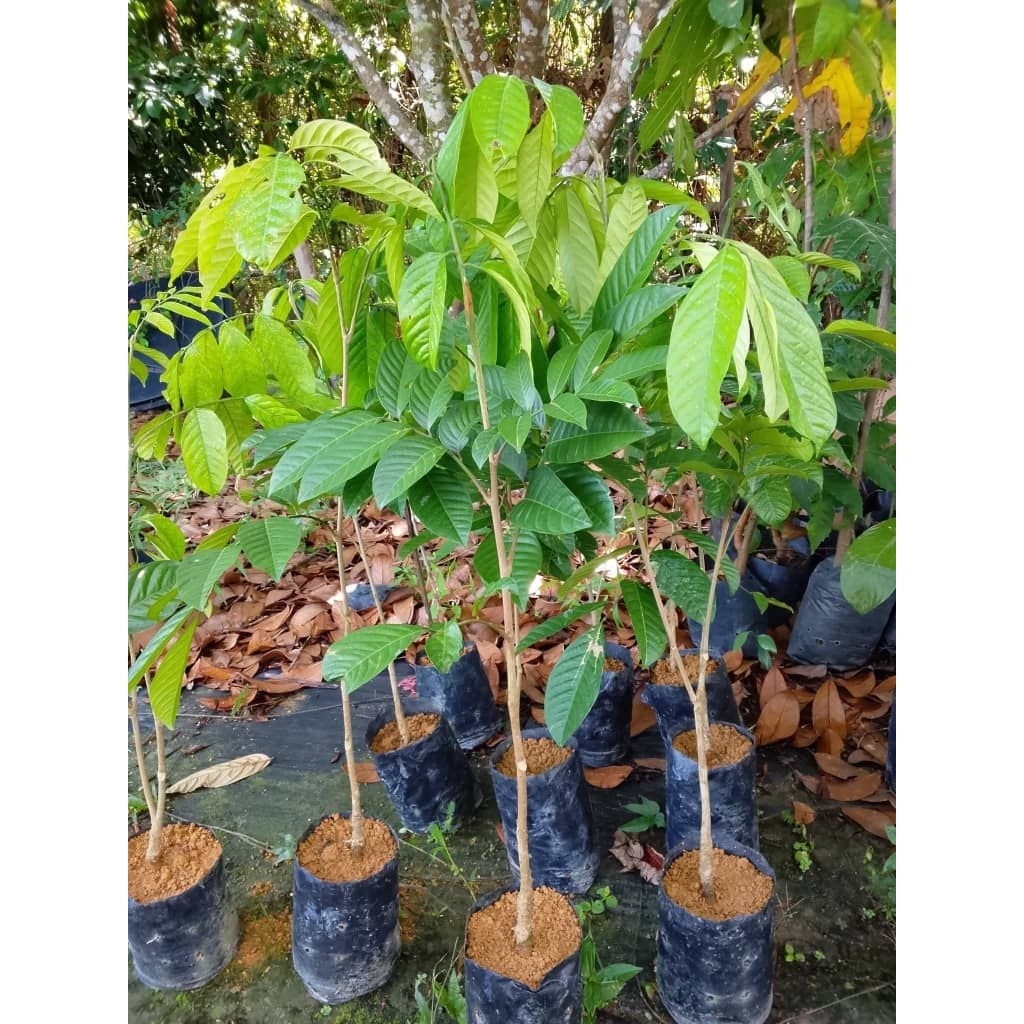 POKOK DOKONG KAWIN ( 2 - 3 KAKI) | Shopee Malaysia