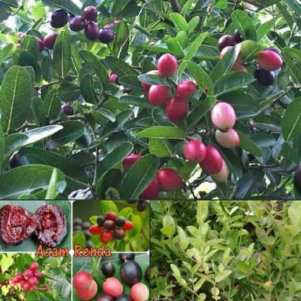 pokok asam renda…….. | Shopee Malaysia