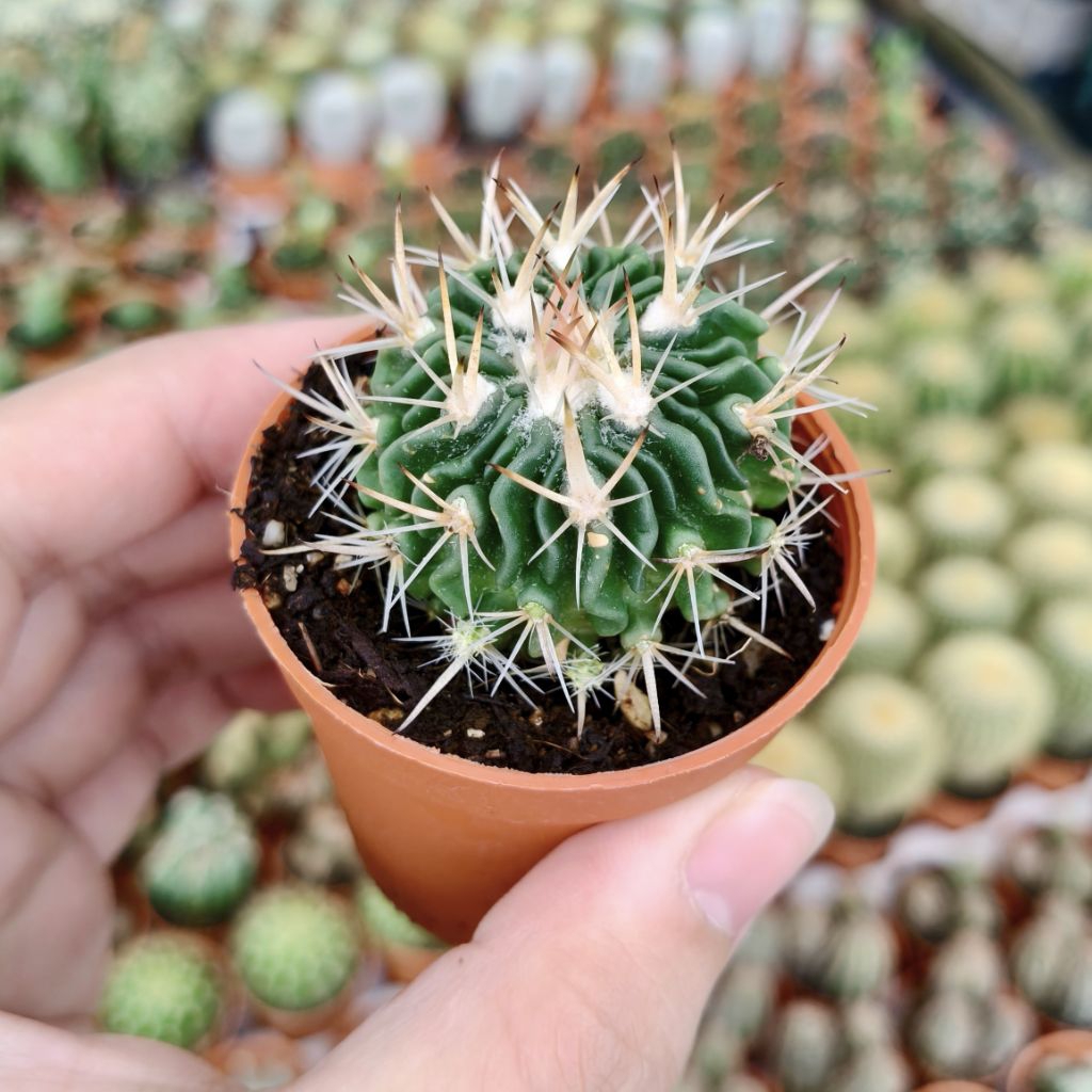 MOVEE-Real Live Cactus Kaktus 55mm Pot  | Shopee Malaysia