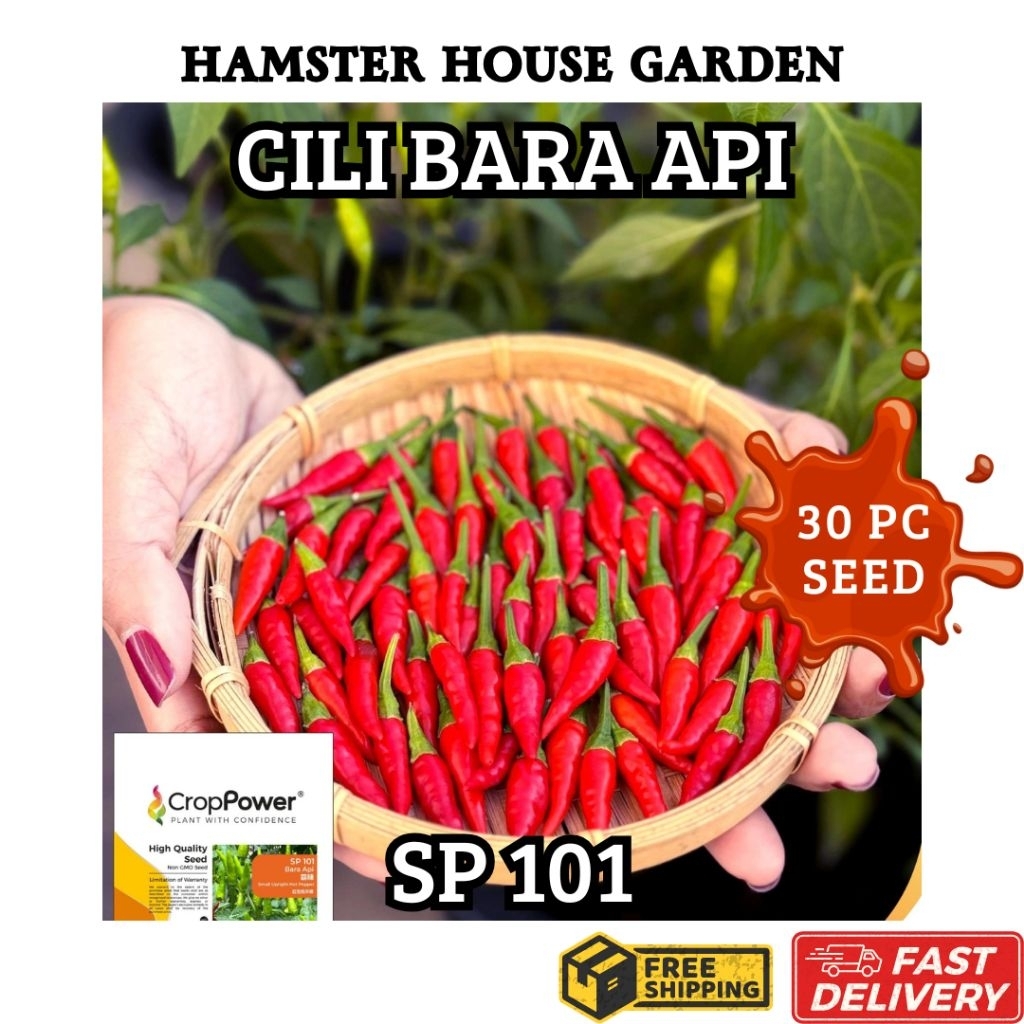 HSK [30pc] CILI API MERAH BARA API SP101 SMALL UPRIGHT HOT PEPPER SEED ...