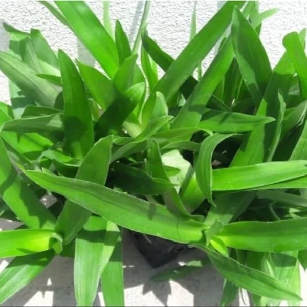 Pokok Rumput Beijing/Rumput Siti Khadijah | Shopee Malaysia