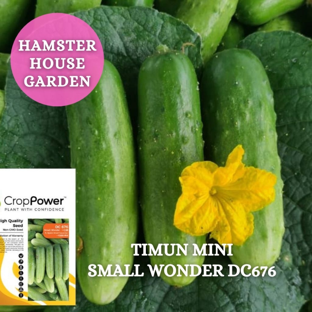 HSK [10pc] TIMUN MINI SMALL WONDER F1 HIBRID CUCUMBER SEED BIJI BENIH ...