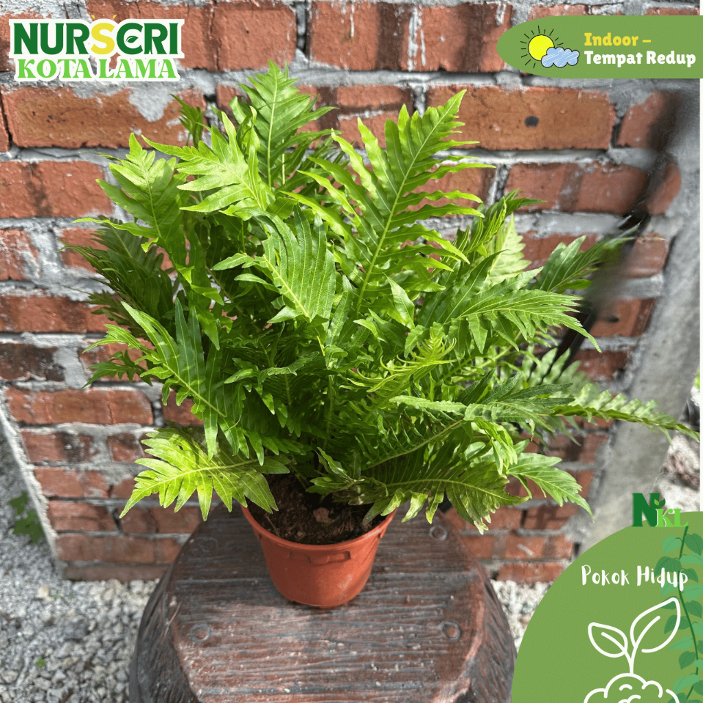 🔥INDOOR🔥 COCO FERN TREE / Dwarf Tree Fern / Polypodium Cambricum ...