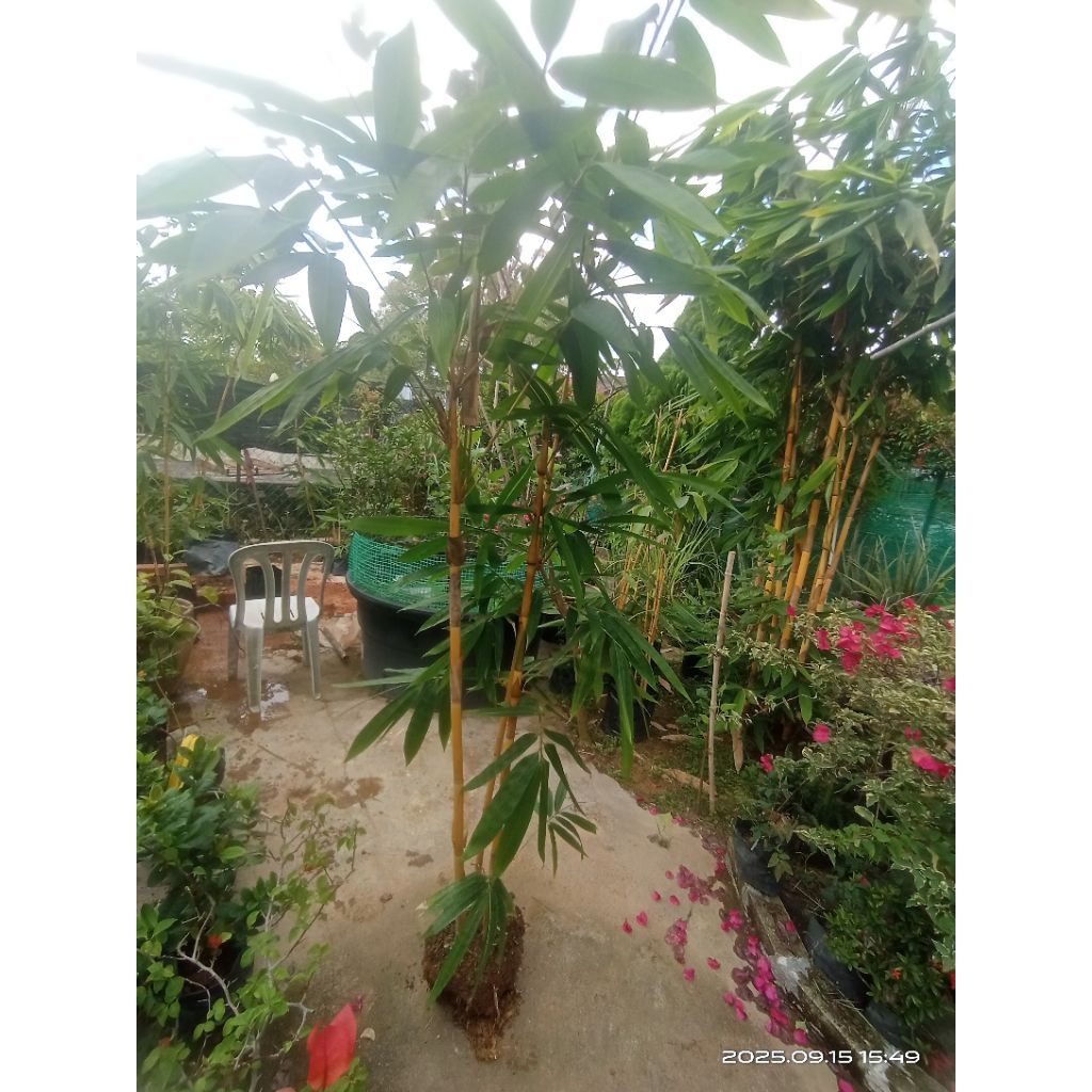 Tall bushy Yellow bamboo/ Pokok Buluh kuning | Shopee Malaysia