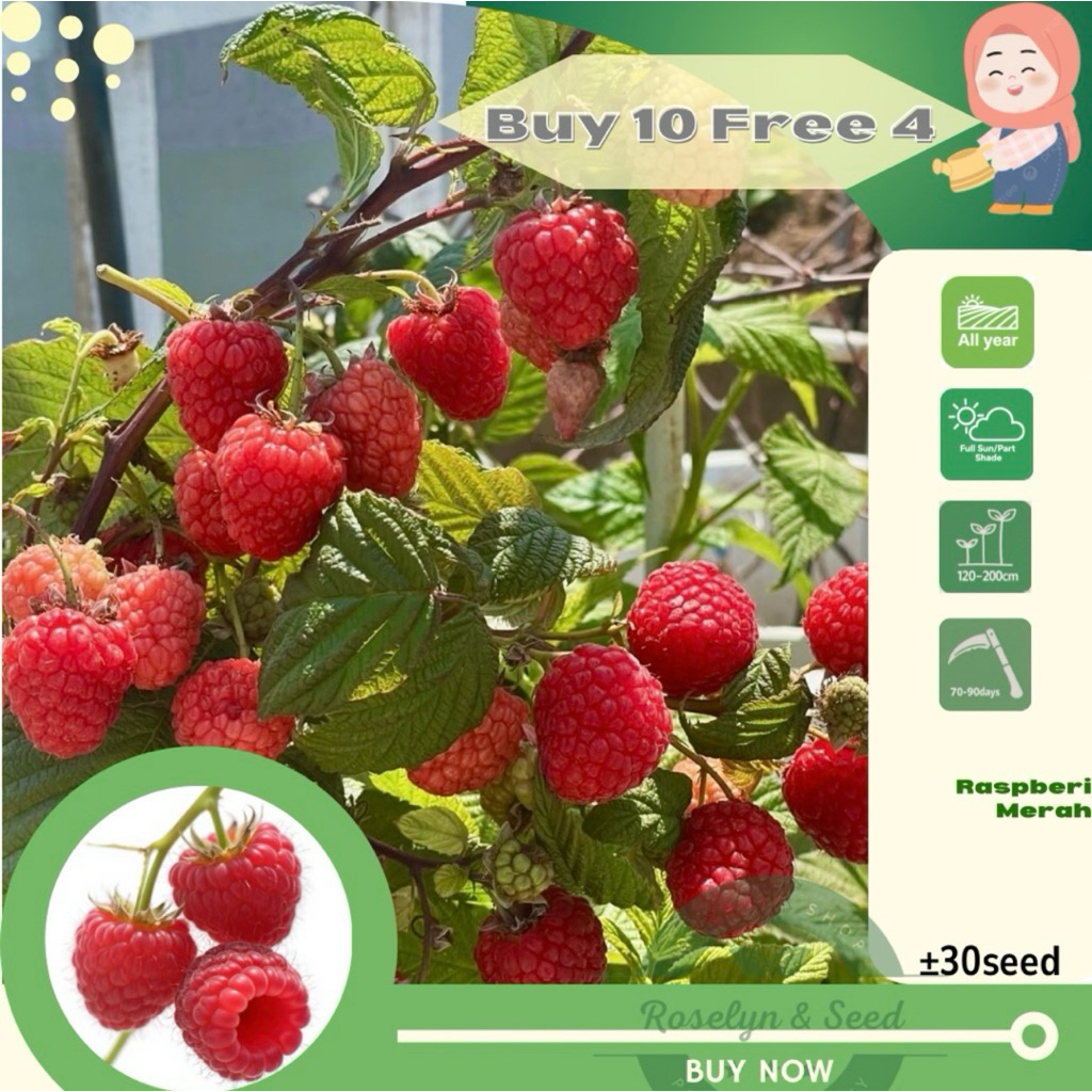 ±30 Biji Benih Raspberi Merah Red Raspberry 红树莓种子 | Shopee Malaysia