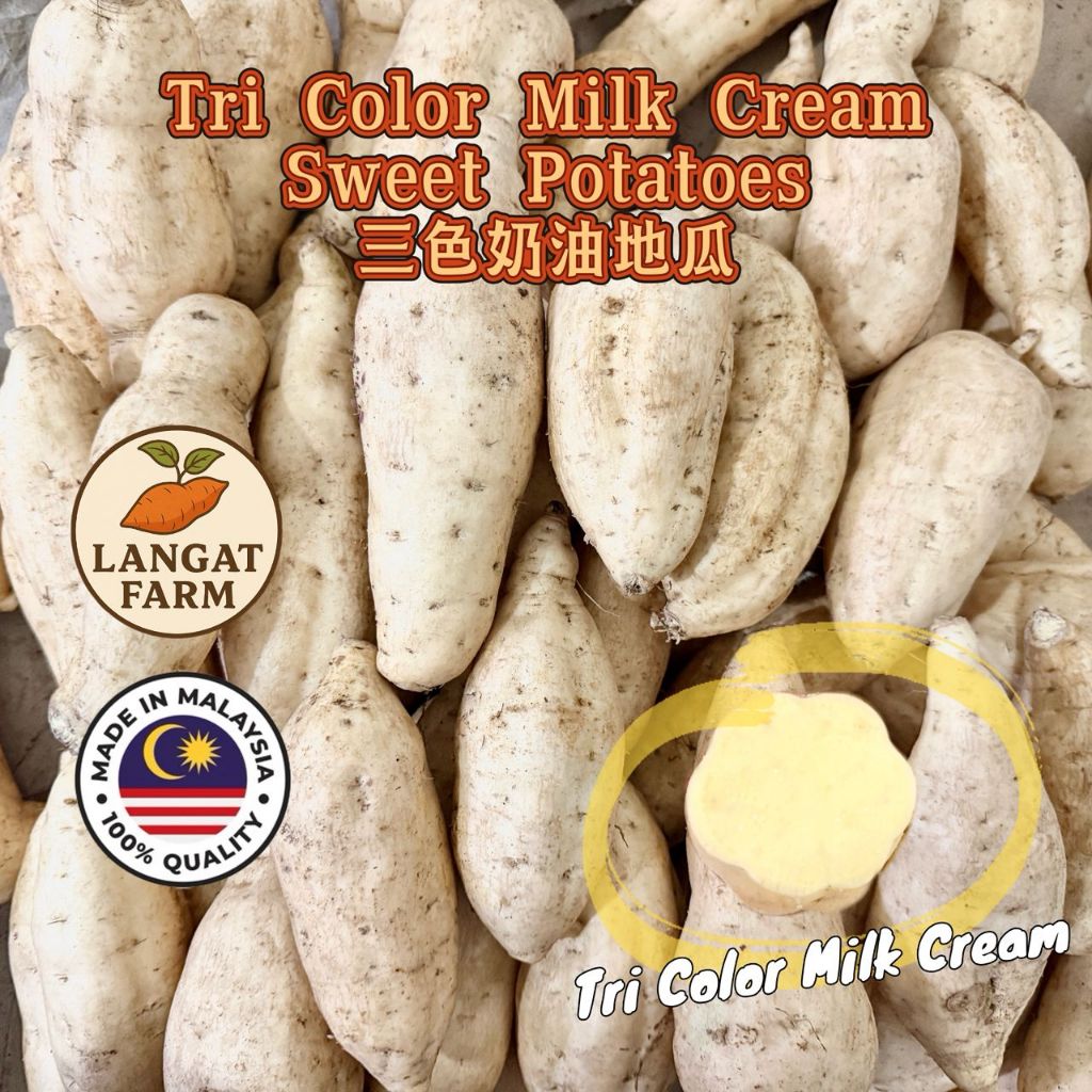[Limited Time Only] Langat Farm Fresh Pick Local Ubi Keledek Susu Milk ...