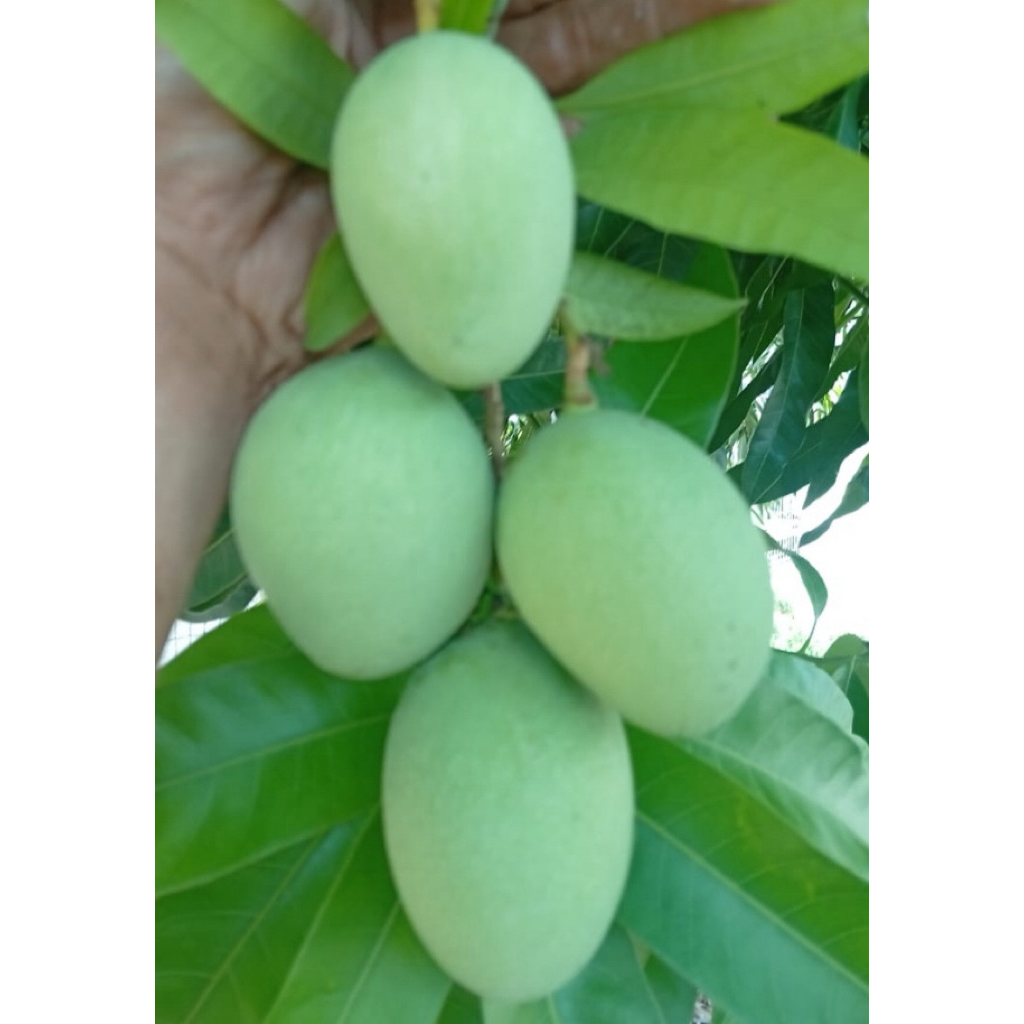 mangga muda pauh muda pelam sawah pelam bulat | Shopee Malaysia