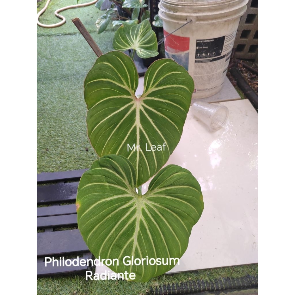 Philodendron Gloriosum Radiante | Shopee Malaysia