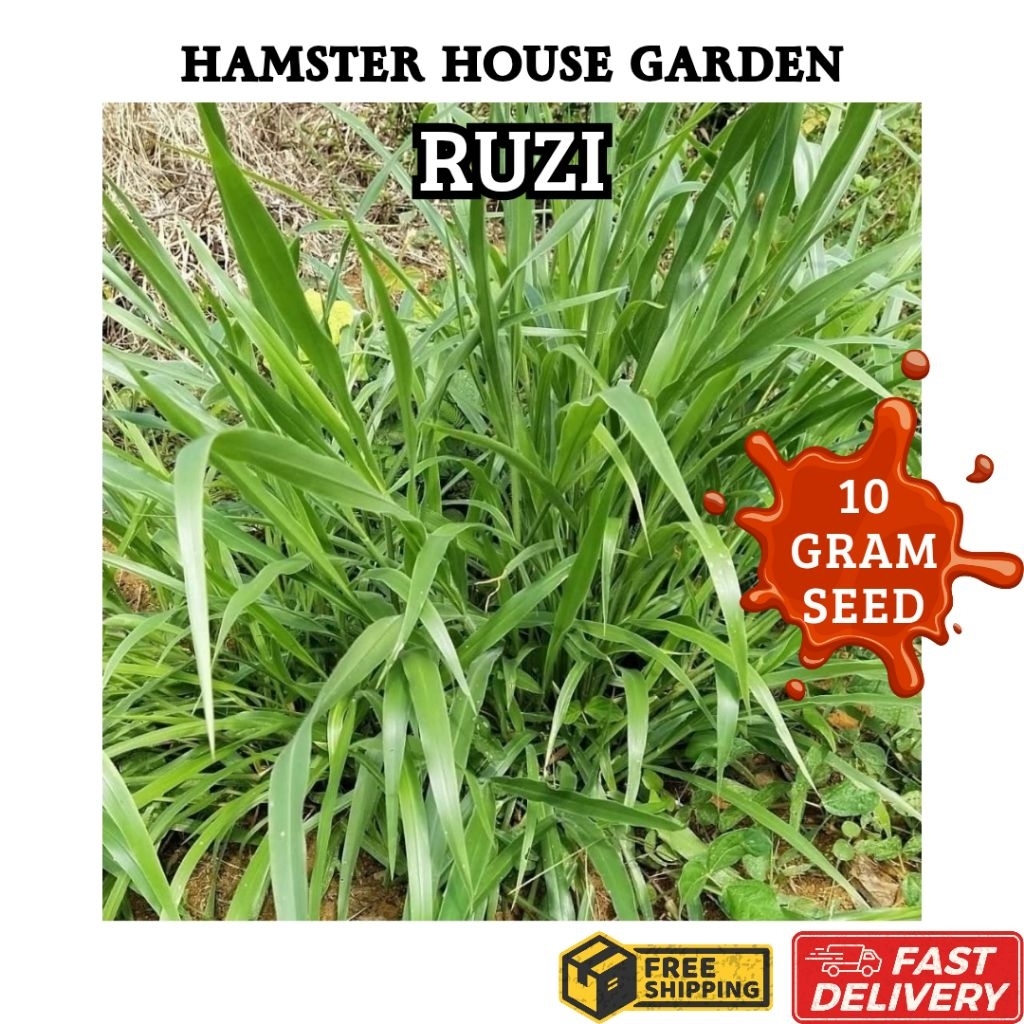 HSK [10gram] RUZI GRASS SEED BIJI BENIH RUMPUT RUZI | Shopee Malaysia