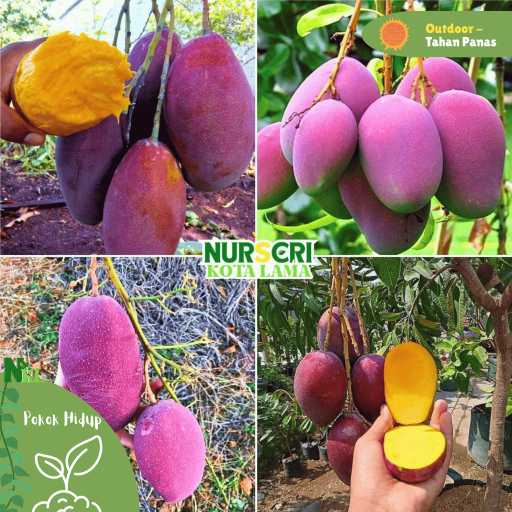🔥RARE🔥 POKOK MANGGA IRWIN HYBRID / Irwin Mango Tree / Purple Mango ...