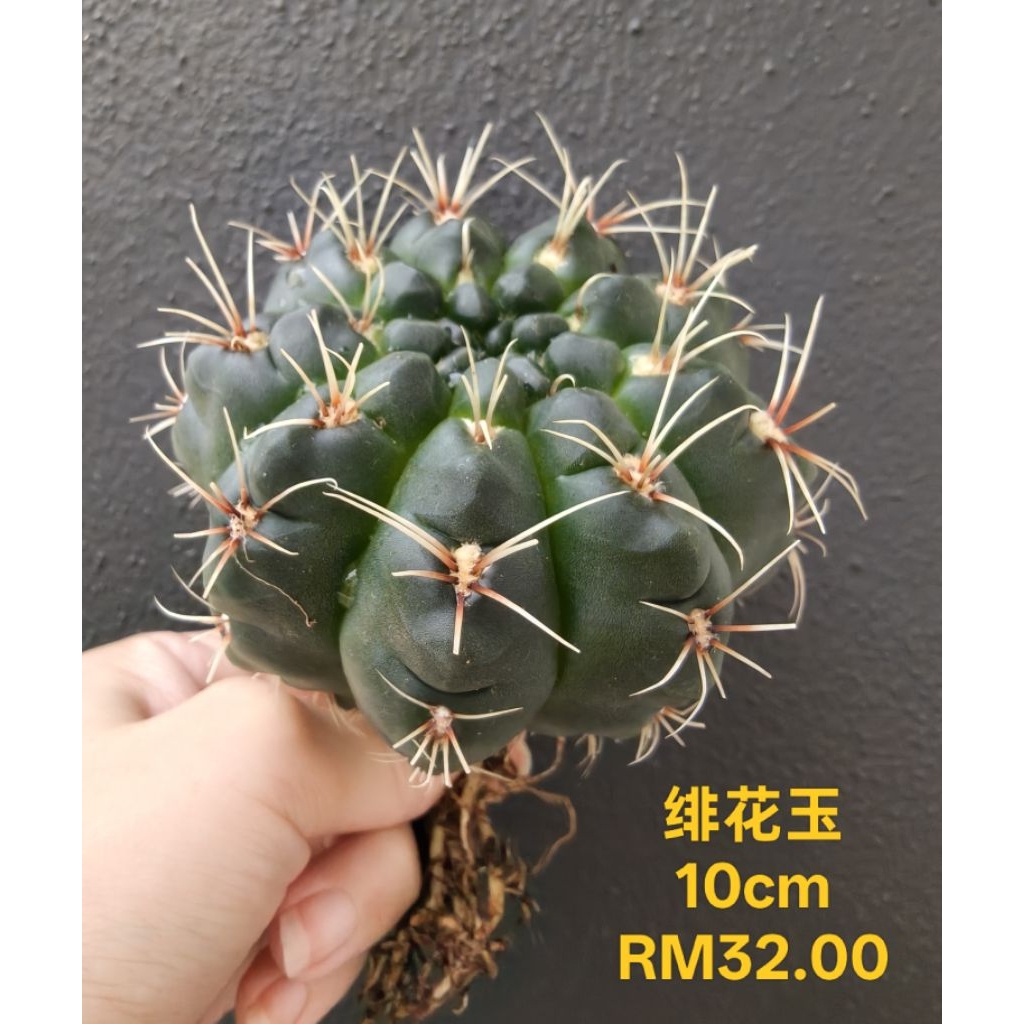 10 綴化　緋花玉　鉢付　Gymnocalycium baldianum Gymnocalycium Baldianum - 5 Seed Pack | Online Seed Store
