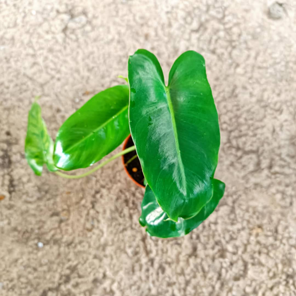 snake plant where to buy Snake Plant