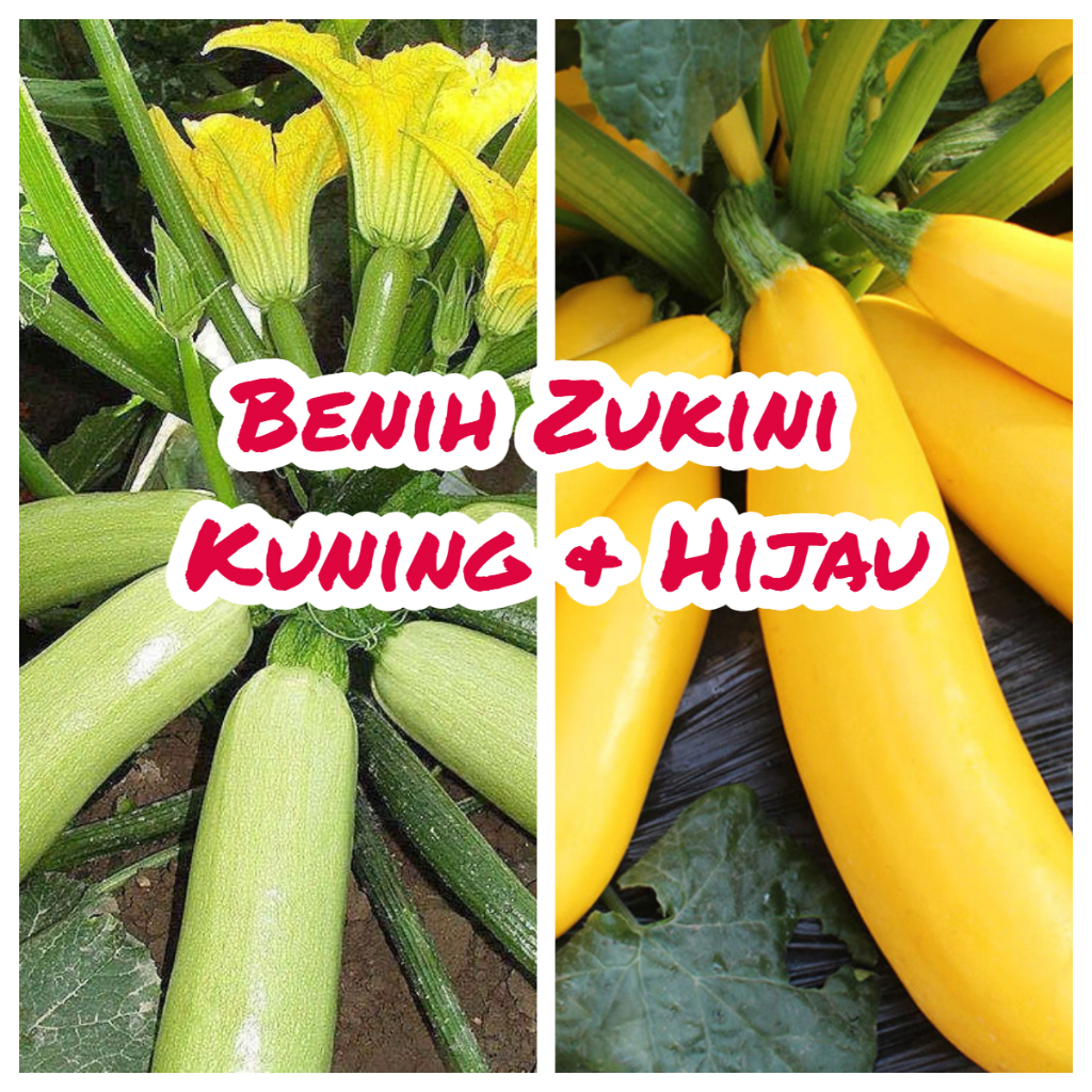 zucchini - Prices and Promotions - Jul 2026 | Shopee Malaysia