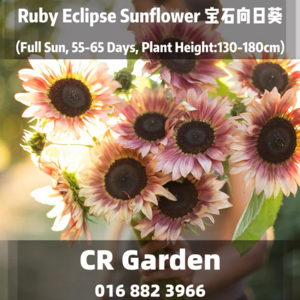 Ruby Eclipse Sunflower 1 Seed 宝石向日葵1粒 (Full Sun, 55-65 Days, Plant ...