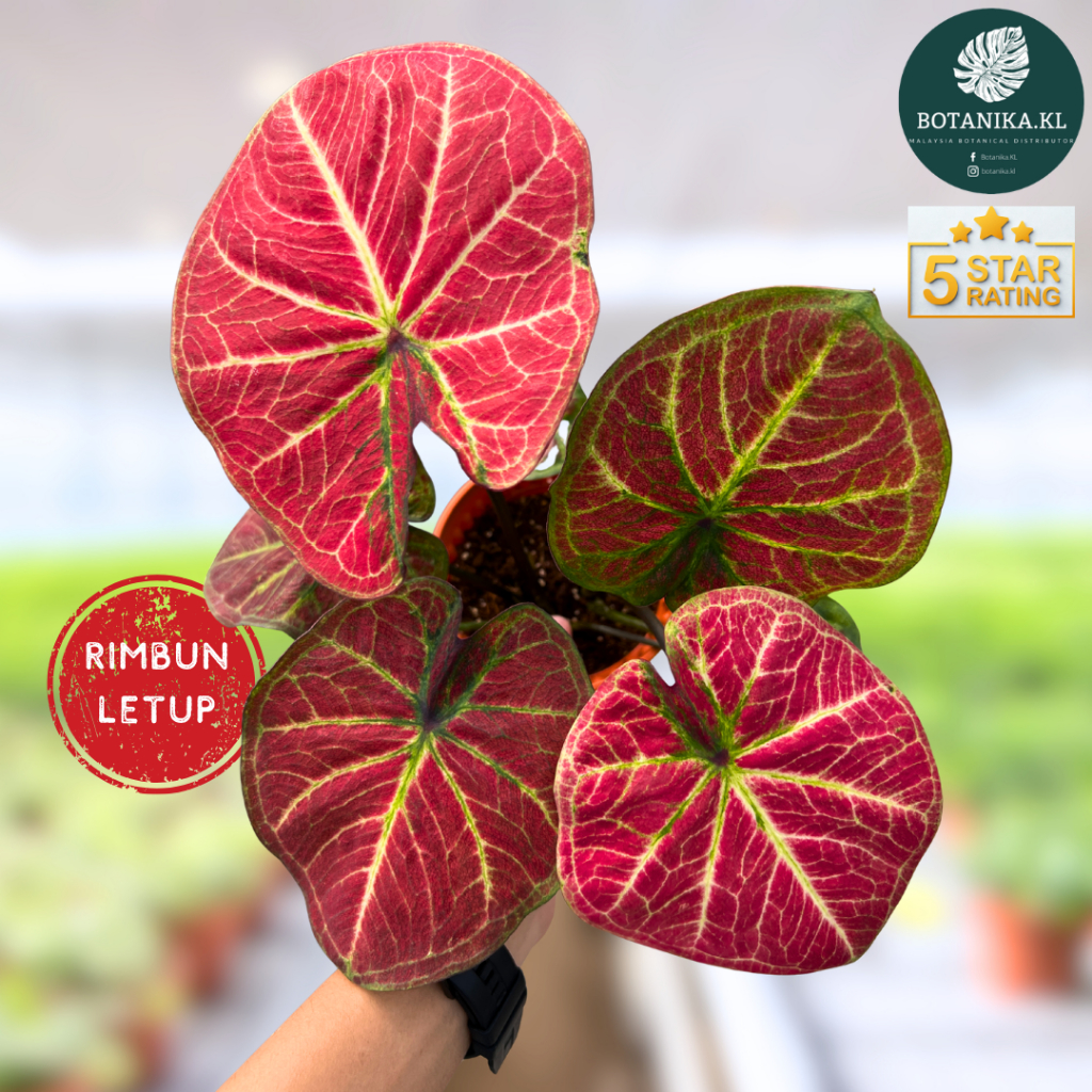 [Botanika.KL] Rimbun Letup Caladium Passion🍀Pokok Keladi Hidup Hiasan ...
